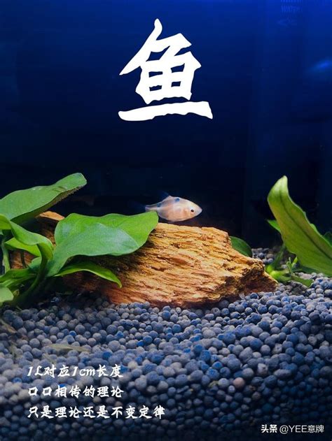 養幾條魚最 好